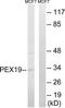 Peroxisomal biogenesis factor 19 antibody, TA313398, Origene, Western Blot image 