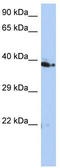 CDK2 Associated Cullin Domain 1 antibody, TA337815, Origene, Western Blot image 