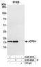 ATP Synthase Peripheral Stalk Subunit D antibody, A305-492A, Bethyl Labs, Immunoprecipitation image 
