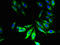 Phospholipid Phosphatase Related 2 antibody, orb400128, Biorbyt, Immunofluorescence image 
