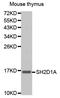 SH2 Domain Containing 1A antibody, abx127046, Abbexa, Western Blot image 