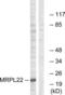 Mitochondrial Ribosomal Protein L22 antibody, LS-C119629, Lifespan Biosciences, Western Blot image 