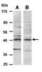 Basic Helix-Loop-Helix Family Member E40 antibody, orb67045, Biorbyt, Western Blot image 