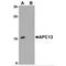 Anaphase Promoting Complex Subunit 13 antibody, TA319874, Origene, Western Blot image 