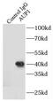 AUP1 Lipid Droplet Regulating VLDL Assembly Factor antibody, FNab00745, FineTest, Immunoprecipitation image 