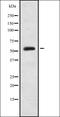 Heparin cofactor 2 antibody, orb378301, Biorbyt, Western Blot image 