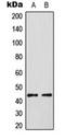 ETS Transcription Factor ELK3 antibody, orb216097, Biorbyt, Western Blot image 