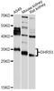 Dehydrogenase/Reductase 3 antibody, STJ29668, St John