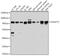 Angiopoietin 2 antibody, GTX55512, GeneTex, Western Blot image 
