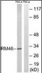Mitochondrial Ribosomal Protein L46 antibody, orb96575, Biorbyt, Western Blot image 