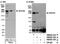 Dedicator of cytokinesis protein 9 antibody, NB500-263, Novus Biologicals, Western Blot image 