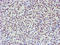 TP53RK Binding Protein antibody, LS-C175151, Lifespan Biosciences, Immunohistochemistry paraffin image 