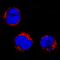 Neuropilin And Tolloid Like 1 antibody, AF4337, R&D Systems, Immunofluorescence image 