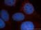 VHL Binding Protein 1 antibody, 14345-1-AP, Proteintech Group, Immunofluorescence image 