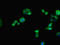 Indian Hedgehog Signaling Molecule antibody, LS-B13074, Lifespan Biosciences, Immunofluorescence image 