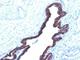 Keratin 8 antibody, V2325SAF-100UG, NSJ Bioreagents, Western Blot image 