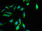 Diacylglycerol Kinase Zeta antibody, orb51582, Biorbyt, Immunofluorescence image 
