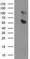 Golgi Membrane Protein 1 antibody, TA504113, Origene, Western Blot image 