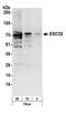 Establishment Of Sister Chromatid Cohesion N-Acetyltransferase 2 antibody, NB100-87021, Novus Biologicals, Western Blot image 