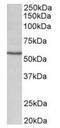 Cytochrome P450 Family 1 Subfamily A Member 1 antibody, orb125228, Biorbyt, Western Blot image 