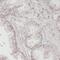 Ornithine Decarboxylase 1 antibody, FNab05969, FineTest, Immunohistochemistry frozen image 