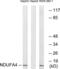NDUFA4 Mitochondrial Complex Associated antibody, LS-B6885, Lifespan Biosciences, Western Blot image 