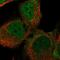 LY6/PLAUR Domain Containing 5 antibody, PA5-60007, Invitrogen Antibodies, Immunofluorescence image 