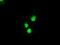 Mitogen-Activated Protein Kinase Kinase 4 antibody, NBP1-47839, Novus Biologicals, Immunofluorescence image 