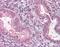 MFGM antibody, orb95731, Biorbyt, Immunohistochemistry paraffin image 