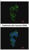 Nuclear Receptor Binding Protein 1 antibody, NBP2-19584, Novus Biologicals, Immunofluorescence image 