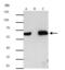 HA tag antibody, GTX628902, GeneTex, Immunoprecipitation image 