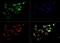 Cholesterol 24-hydroxylase antibody, PA1-32446, Invitrogen Antibodies, Immunofluorescence image 