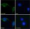 SCA-2 antibody, LS-C113031, Lifespan Biosciences, Immunofluorescence image 