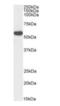 RNA 2',3'-Cyclic Phosphate And 5'-OH Ligase antibody, orb403016, Biorbyt, Western Blot image 