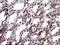 Uracil Phosphoribosyltransferase Homolog antibody, LS-C797757, Lifespan Biosciences, Immunohistochemistry frozen image 