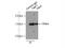 TATA Element Modulatory Factor 1 antibody, 19728-1-AP, Proteintech Group, Immunoprecipitation image 