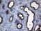 Centrosomal Protein 63 antibody, LS-C799640, Lifespan Biosciences, Immunohistochemistry paraffin image 