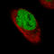 Forkhead Box P2 antibody, AMAb91362, Atlas Antibodies, Immunofluorescence image 