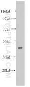 Heterogeneous nuclear ribonucleoprotein H antibody, 14774-1-AP, Proteintech Group, Western Blot image 