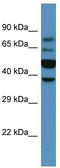 Protein Wnt-6 antibody, TA341845, Origene, Western Blot image 