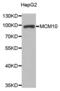 Protein MCM10 homolog antibody, abx004157, Abbexa, Western Blot image 