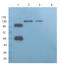 CD45 antibody, orb389231, Biorbyt, Western Blot image 