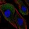 Calpain Small Subunit 2 antibody, HPA059749, Atlas Antibodies, Immunocytochemistry image 
