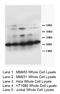 Tissue Factor Pathway Inhibitor 2 antibody, orb18153, Biorbyt, Western Blot image 