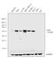 Yes Associated Protein 1 antibody, PA1-46189, Invitrogen Antibodies, Western Blot image 