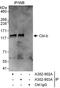 Cbl Proto-Oncogene B antibody, A302-902A, Bethyl Labs, Immunoprecipitation image 