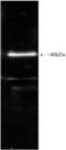 26S protease regulatory subunit 6A antibody, BML-PW8310-0025, Enzo Life Sciences, Western Blot image 