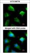 Glutathione S-transferase Mu 5 antibody, GTX108776, GeneTex, Immunocytochemistry image 