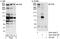 Probable E3 ubiquitin-protein ligase MYCBP2 antibody, A301-833A, Bethyl Labs, Immunoprecipitation image 