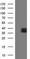 Oligodendrocyte Transcription Factor 2 antibody, TA590593, Origene, Western Blot image 